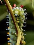 A Cecropia Moth Caterpillar Crawls Along a Stem