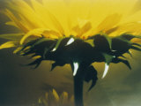 A Close-up of a Flower