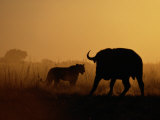 A Lioness Confronts a Cape Buffalo