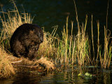 A Beaver Perches on the Waters Edge Near Quabbin Reservoir