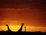 Silhouette of Three Giraffes against an Intense Sunset