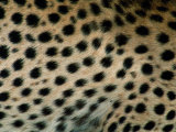 Close up of a Cheetahs Spots
