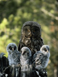 Female Great Gray Owl and Her Three Babies