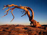 Twilight View of a Jeffrey Pine Tree (Pinus Jeffreyi)