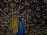 Male Peacock with Display Plummage