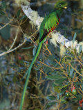 View of a Male Resplendent Quetzal (Pharomachrus Mocinno Costricensis)