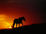 A View of a Wild Horse Silhouetted by the Setting Sun
