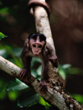 Close View of a Baby Macaque