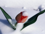 Late-Winter Snow Blankets a Tulip