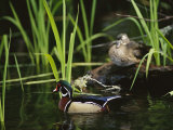 A Male Wood Duck Swims Past its Mate Perched on a Log