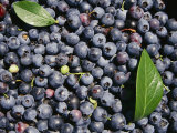 A Pile of Ripe Blueberries with a Few Scattered Leaves