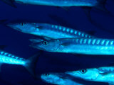A Close View of a School of Blackfin Barracuda