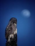 Great Gray Owl (Strix Nebulosa) on a Stump