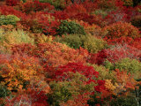 Autumn Colors Paint a Canadian Forest