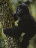 A Young Gorilla Climbs a Tree in the Virunga Mountains of Rwanda