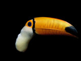 Close-up of a Toucan