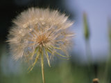 A Close View of a Dandelion Seed Head