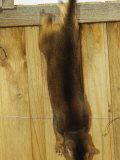 An Abyssinian Cat Jumps Down from a Fence