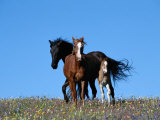 A View of Wild Horses in a Field of Wildflowers