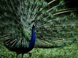 A Captive Male Peacock Displays His Feathers