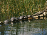 A Group of Aquatic Turtles and an American Alligator Bask on a Log