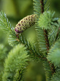 Cone and Branch of Sitka Spruce  Point Adolphus