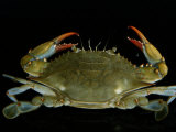 Overhead Close-up of a Blue Crab