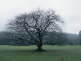 An Oak Tree at Derrybawn House in Ireland