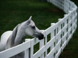 White Horse Staring over a Wooden Fence