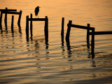 Heron on Dock