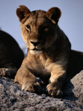 A Portrait of a Female African Lion