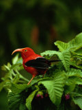 View of an I Iwi Bird on Akala or Hawaiian Raspberry