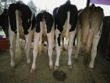 The Back Sides of Four Cows