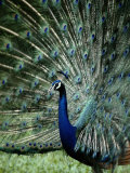 A Captive Male Peacock Displaying His Feathers