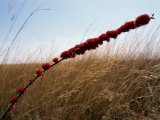 Grasses and Wildflowers