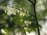 Delicate White Flowers Adorn a Tree Branch in the Spring