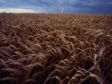 Lightning Strike in a Wheatfield