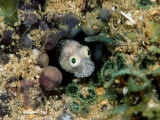 A Goby Fish Pokes its Head out from its Hideaway