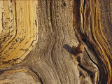 Close View of the Weathered Surface of a 1 500-Year-Old Bristlecone Pine