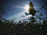 A Crop Duster Spraying a Cotton Field
