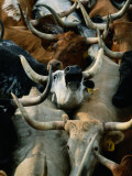 Longhorn Cattle are Packed in During a Roundup