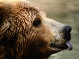 A Portrait of a Captive Kodiak Brown Bear with His Tongue Sticking Out