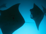 A Group of Silhouetted Manta Rays Swimming Gracefully