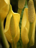 Skunk Cabbage in Flower