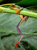 Close View of a Red-Eyed Tree Frog (Agalychnis Callidryas) Climbing onto a Leaf in Costa Rica