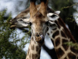 A Giraffe Licking its Nose in Kruger National Park