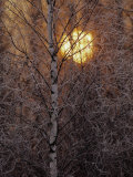 Frost-Covered White Birch Trees with the Sun Rising Behind