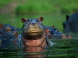 A Herd of Hippopotamuses