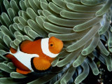 A False Clown Anemonefish Swims Through Sea Anemone Tentacles
