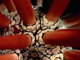 Close View of a Pencil-Spined Urchin